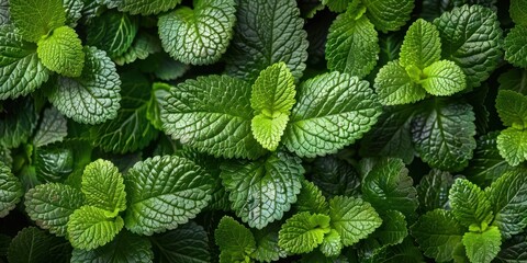 Vibrant Green Leaf Texture Close-up - obrazy, fototapety, plakaty