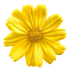 Obraz premium Vibrant yellow cosmos flower with delicate petals, cut out - stock png.