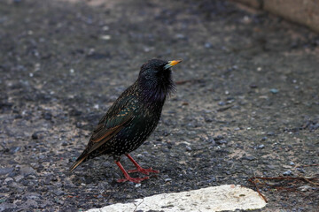 A single Starling bird looking for food