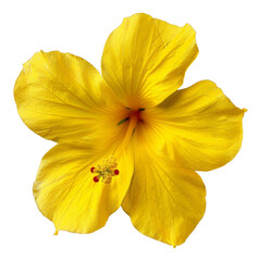 Vibrant yellow cosmos flower with delicate petals on transparent background - stock png.
