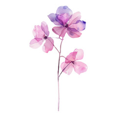 watercolor wild flower on awhite background