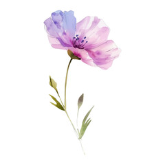 watercolor wild flower on awhite background
