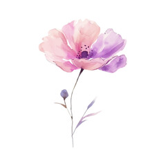 watercolor wild flower on awhite background