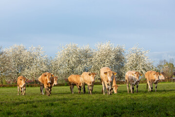blonde d'aquitaine cows and calves in green grassy meadow near blossoming trees in spring - 766939949