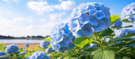A multitude of blue flowers bloom in a lush field overlooking a serene lake, under a sky filled...