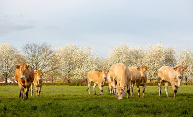blonde d'aquitaine cows and calves in green grassy meadow near blossoming trees in spring - 766940383