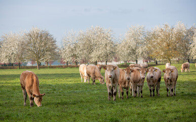 blonde d'aquitaine cows and calves in green grassy meadow near blossoming trees in spring - 766940574