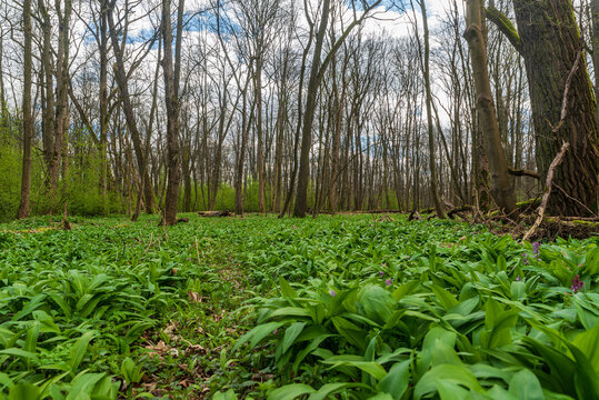 Early springtime forest with wild garlic in CHKO Poodri in Czech republic