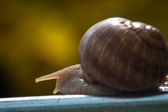 Snail slowly moving along a rail