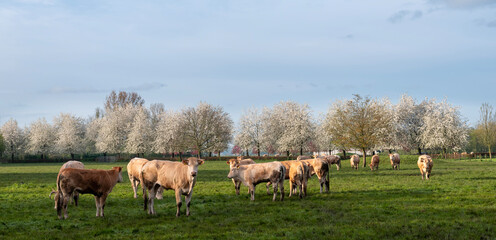 blonde d'aquitaine cows and calves in green grassy meadow near blossoming trees in spring - 766941324
