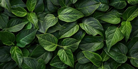 Lush Green Leafy Organic Texture - obrazy, fototapety, plakaty