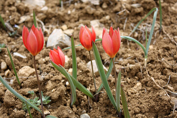 tulip growing on its own in nature - 766941368