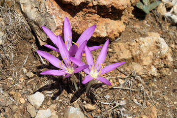 Colchicum parlatoris. Little wild flower. Autumn flowers, plant with purple pink flowers - 766941380