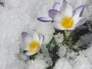 Crocuses belong to one of first flowers in spring - 766941511