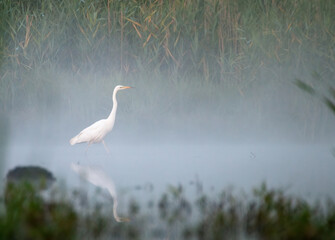 Eastern great egret (Ardea alba modesta) standing by a pond