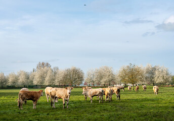 blonde d'aquitaine cows and calves in green grassy meadow near blossoming trees in spring - 766941588