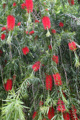 Red Bottlebrush flower, background with copy space - 766941710