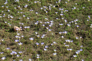 Crocuses belong to one of first flowers in spring - 766941776