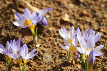 Crocuses belong to one of first flowers in spring - 766941908