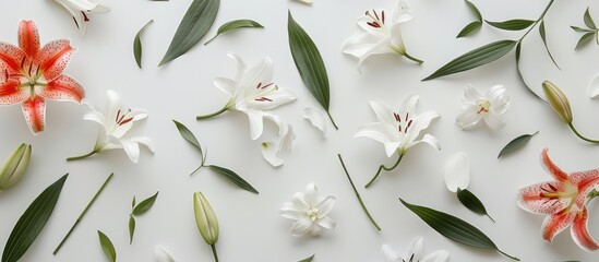 Flat lay arrangement featuring lovely lilies in bloom against a white backdrop. - obrazy, fototapety, plakaty