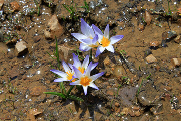 Crocuses belong to one of first flowers in spring - 766941964