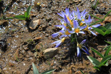 Crocuses belong to one of first flowers in spring - 766942125