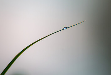 Water droplet on green grass blade tip