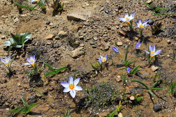 Crocuses belong to one of first flowers in spring - 766942187