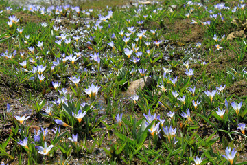 Crocuses belong to one of first flowers in spring - 766942331