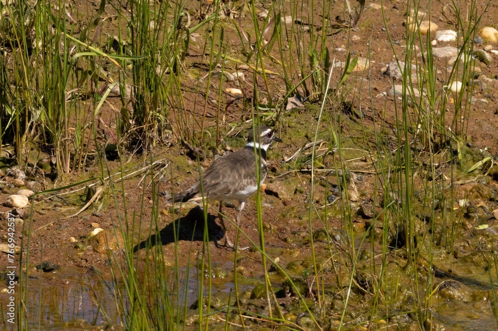 Wall mural Bird standing near water and rocks in grassy setting.