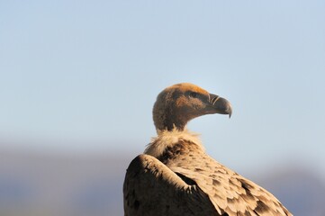 CAPE VULTURE (Gyps coprotheres), threatened status.
close up showing facial features and massive beak  - 766942577