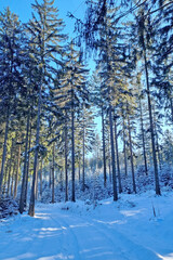Snow Covered Forest With Dense Trees - 766944354