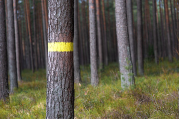 A tree in the forest marked with yellow color, clear cut, blurred background
