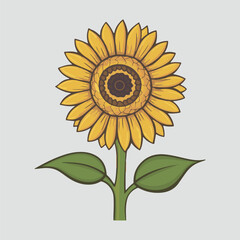 Sunflower vector illustration, floral, yellow, bloom, nature