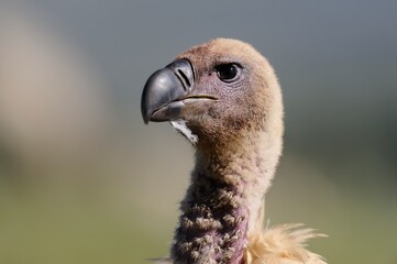 CAPE VULTURE (Gyps coprotheres), threatened status.
close up showing facial features and massive beak  - 766944900