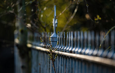 Old metal fence and first buds of a shrub in the old garden. Close-up.