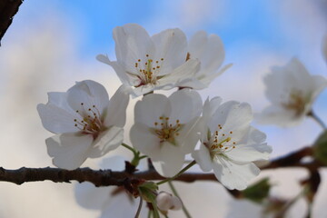 Blossom clique on a branch