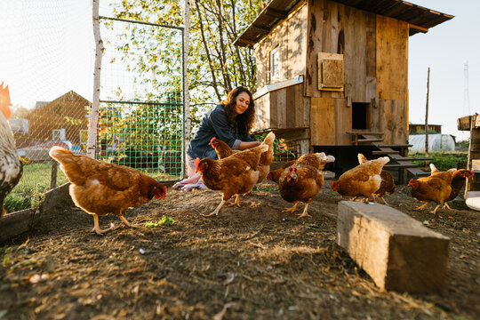 Happy middle aged woman on a private farm feeding chickens. Eco-friendly farmer woman cares, looks after her chickens in her backyard, promoting organic poultry farming