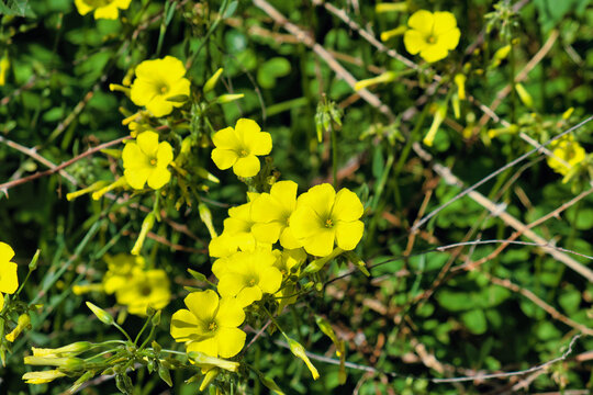 Flowers and buds of Oxalis pes-caprae (African wood-sorrel, sourgrass, Bermuda sorrel), indigenous in South Africa and an invasive species in many other parts of the world
