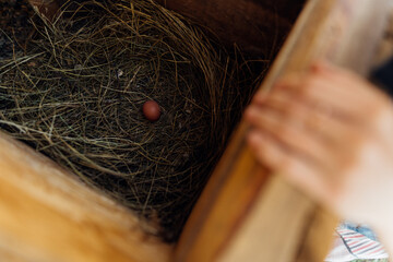 Fresh egg in a straw nest in a small wooden chicken coop, private farm in the countryside. Sustainable farming, fresh egg laid by organic domestic chicken