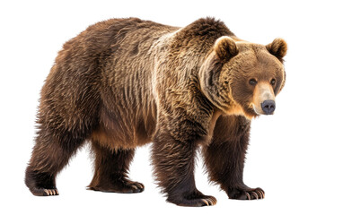 Keith, the Brown Bear isolated on transparent Background - obrazy, fototapety, plakaty