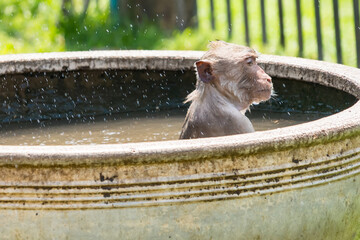 Long-tailed monkey of Phrarang Sam Yot Play in the water to cool off during the daytime during the hot weather in Thailand. - 766950550