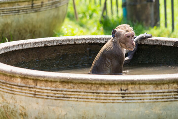 Long-tailed monkey of Phrarang Sam Yot Play in the water to cool off during the daytime during the hot weather in Thailand. - 766950572
