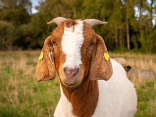 Portrait of brown white boer goat with ear tags looking at camera on Tuno island, Midtjylland, Denmark