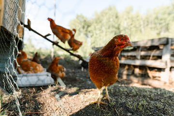 Red hen close-up stands out at a sustainable free-range farm. Organic farm life depicted by a hen outside the coop