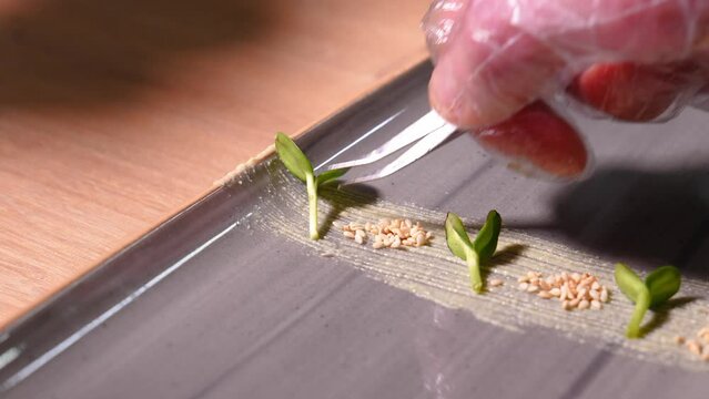 Chef decorates rectangular plate for serving sushi with sesame seeds, microgreens and wasabi. Concept of food