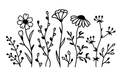 Wildflowers flowers isolated and floral pattern - 766951548