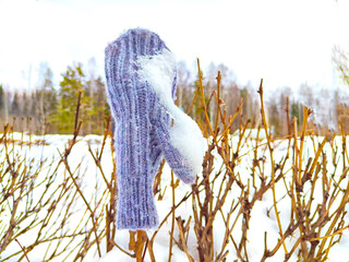 A forgotten warm mitten on a branch in the snow. The concept of greeting the beginning of spring or...
