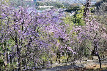 【神奈川県】春の津久井湖城山公園 湖畔