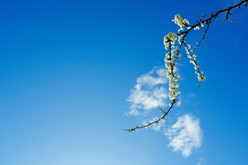 Abstract view of a solitary plum branch in full blossom against a near clear blue spring sky. The branch forms part of a larger wild plum tree.